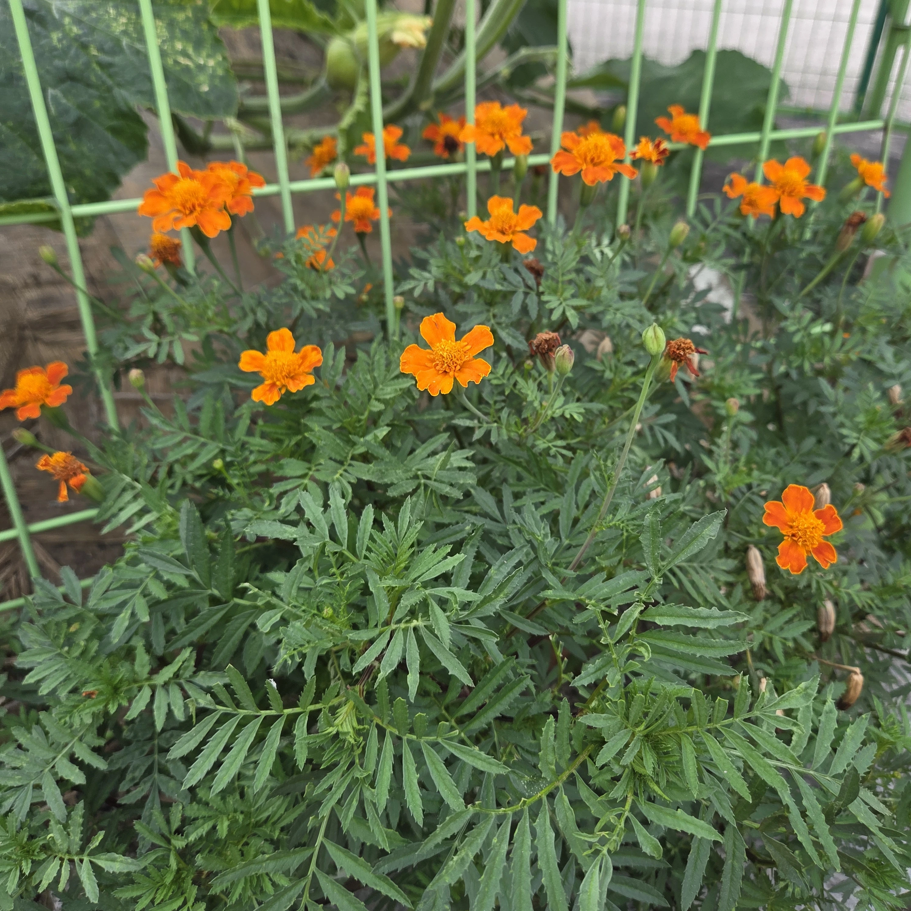 라더