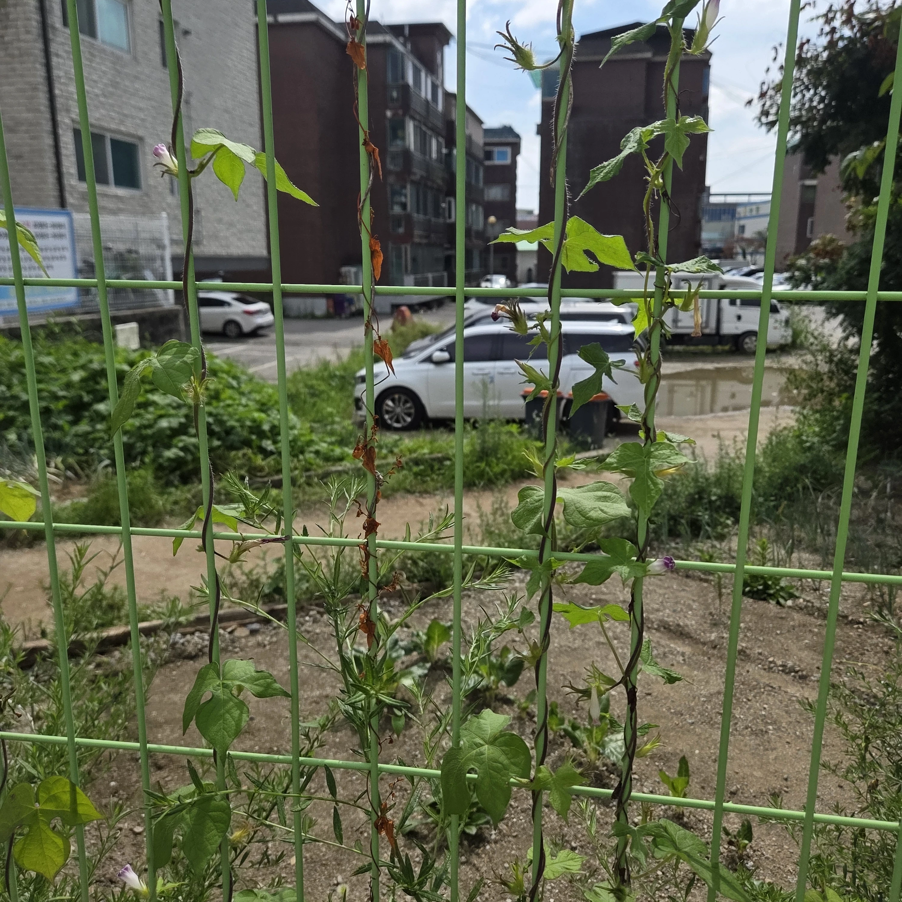 지브