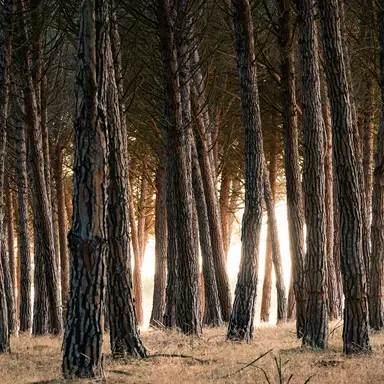 Profile image of 加賀美ハヤト