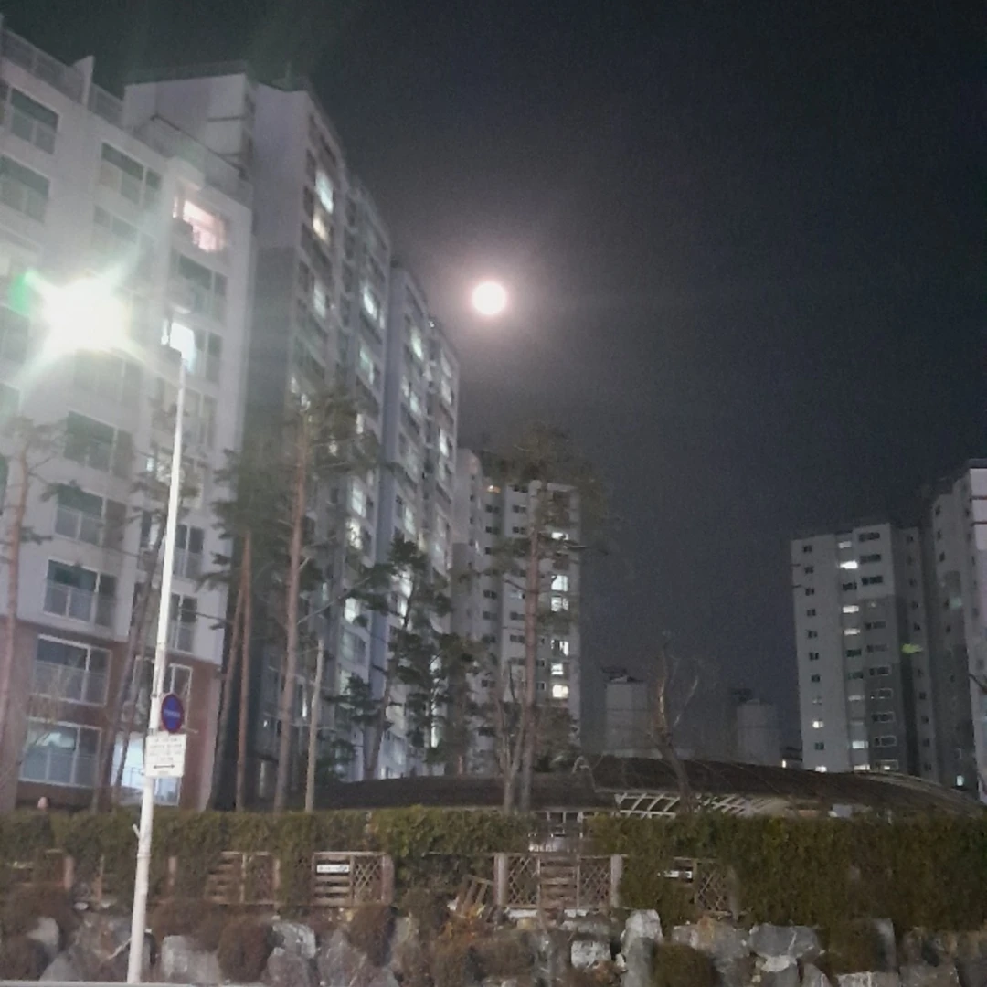 김좀말벌