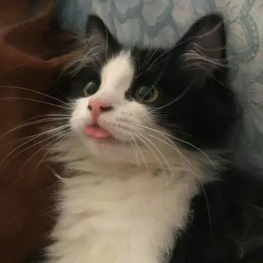 Profile image of Mimi