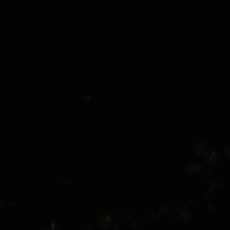 BoldTrunk8808의 99숲 고고프렌즈 (여우있어요오ㅎ)