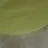 공룡
