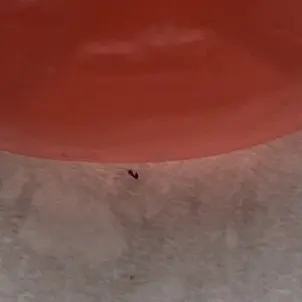 Profile image of 라더