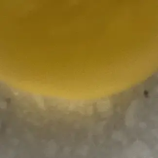 Profile image of 덕개