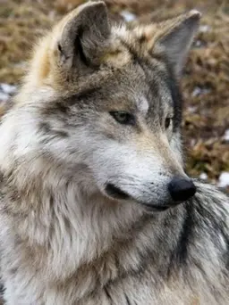 Profile image of 늑대