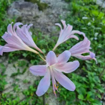 Profile image of 이준호