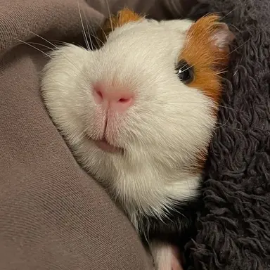 Profile image of サクヤ