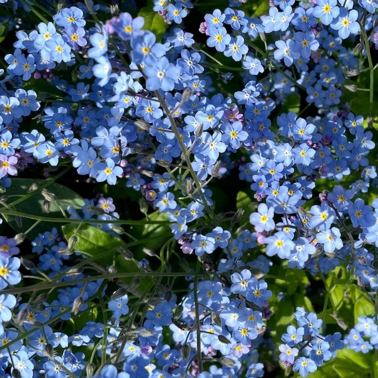 명잵현