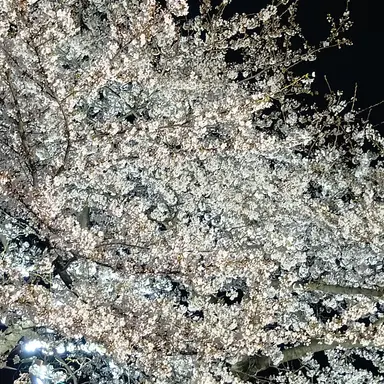 Profile image of サクラ