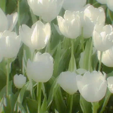 Profile image of 티푸