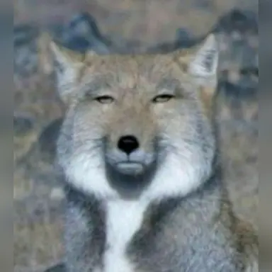 Profile image of 늑대