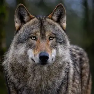 Profile image of 늑대