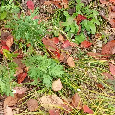 Profile image of 뱀파이어들