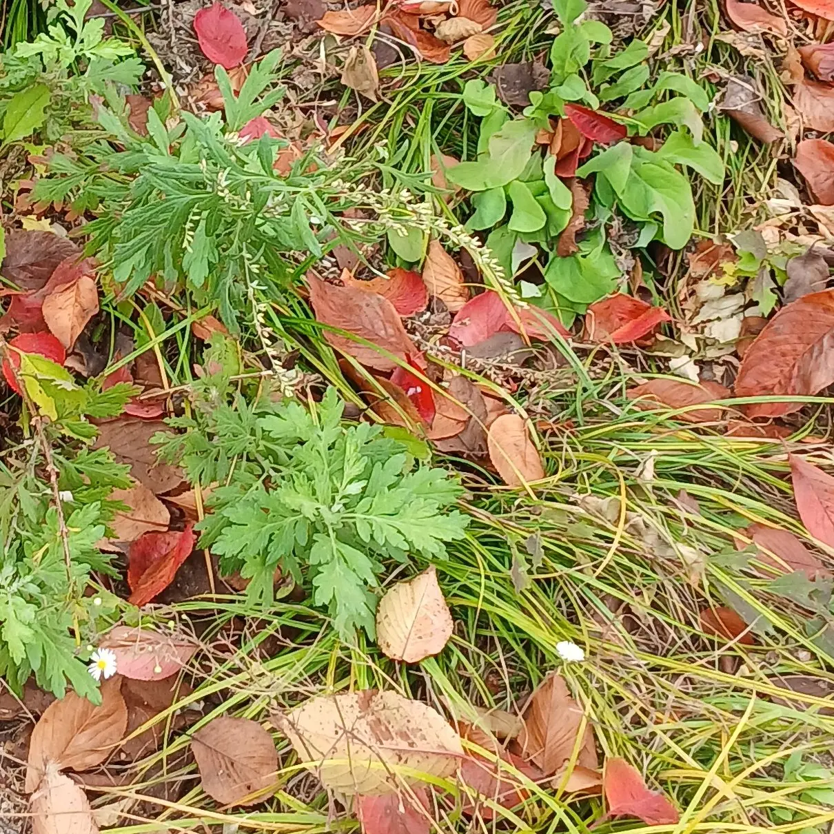 K1015의 잘생긴 뱀파이어