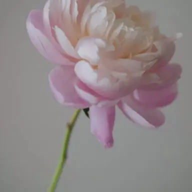 Profile image of 류시운