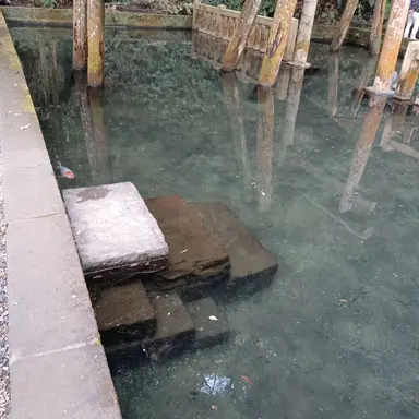 Profile image of 星月桜