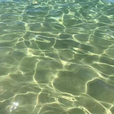 Profile image of 공룡