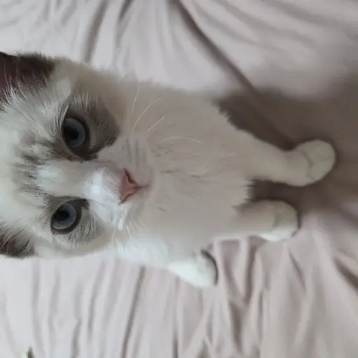 Matu의 깡패