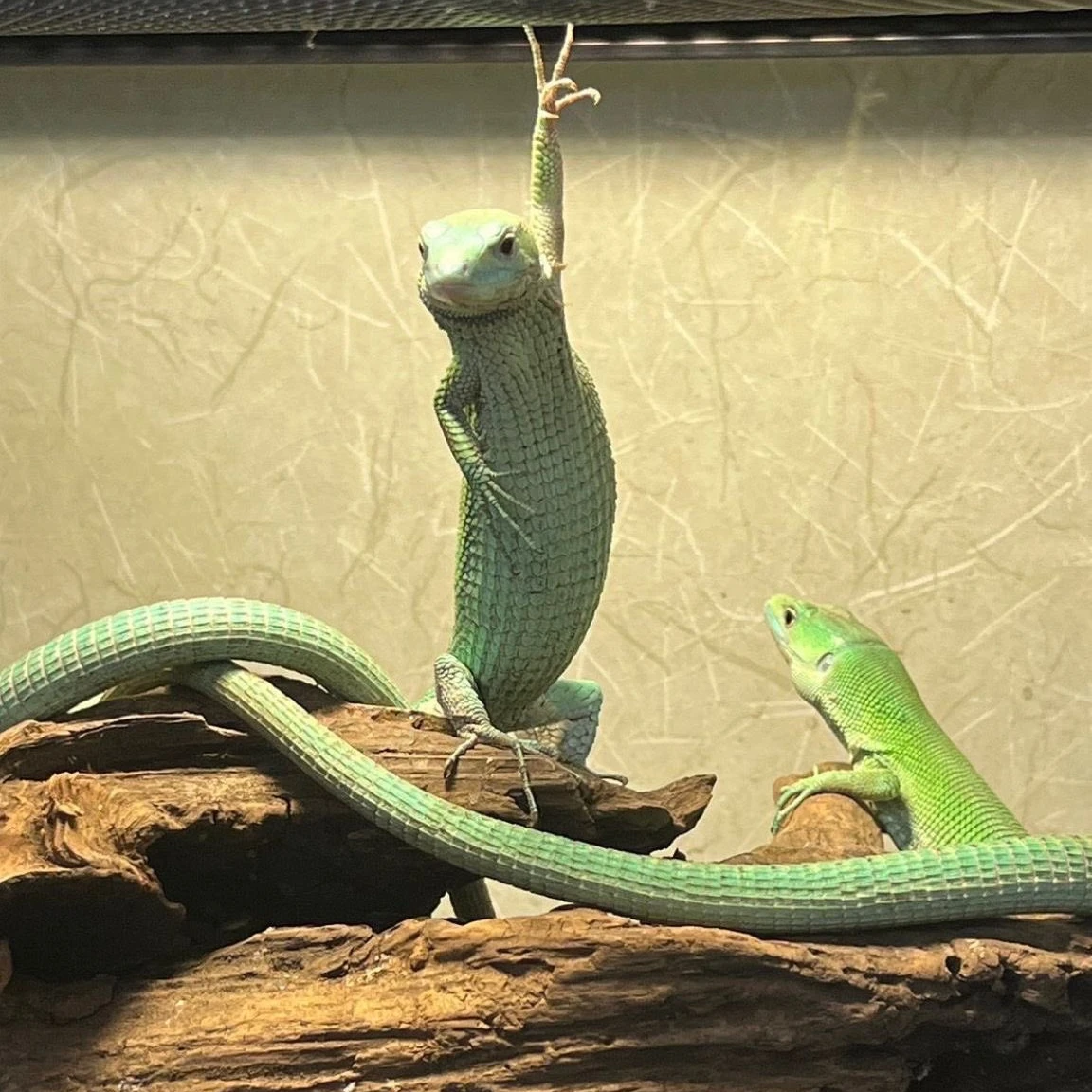 김동현