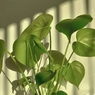 Profile image of 공룡