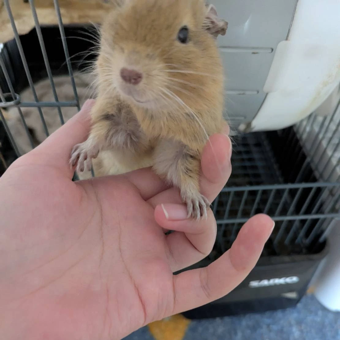 俺