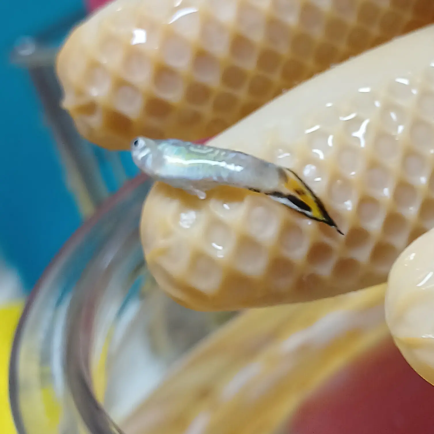 SalmonBlock7256의 죽은 구피