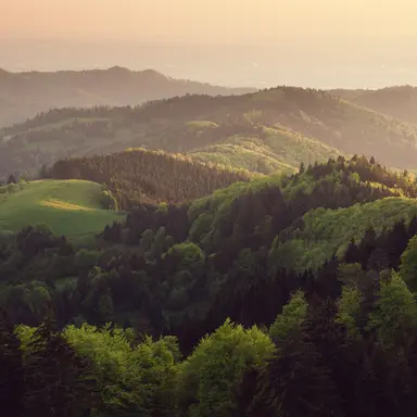 Profile image of Forest