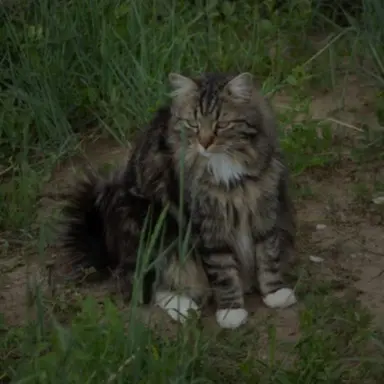 Profile image of 공룡