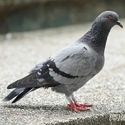 GaudySquid9834의 비둘기 구구