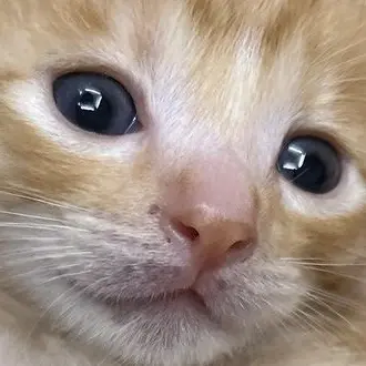 Profile image of 먕먕이