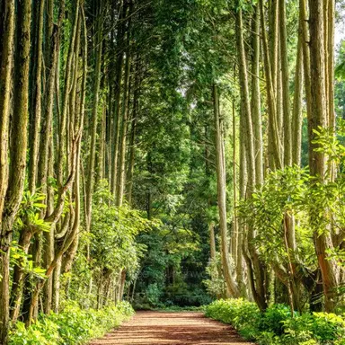 Profile image of 공룡