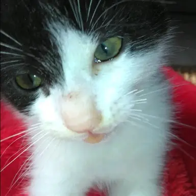 Profile image of もっちゅ