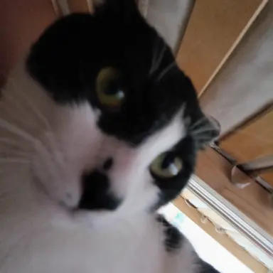 Profile image of みじ