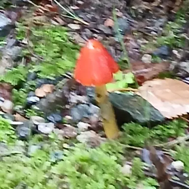 Profile image of 김여우