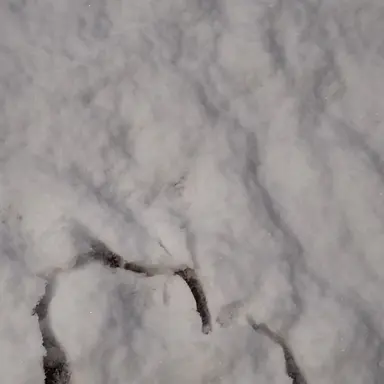 Profile image of 레이