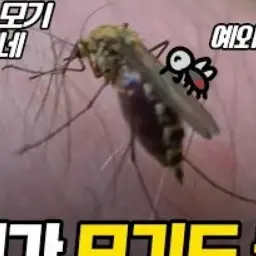 Gsjskeuwowisj의 이런 🦟 🦟 🦟 🦟 🦟 🦟