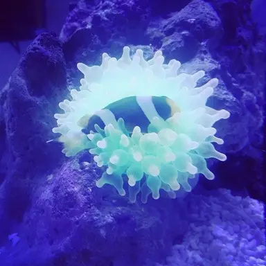 Profile image of 에이든 잉크우드