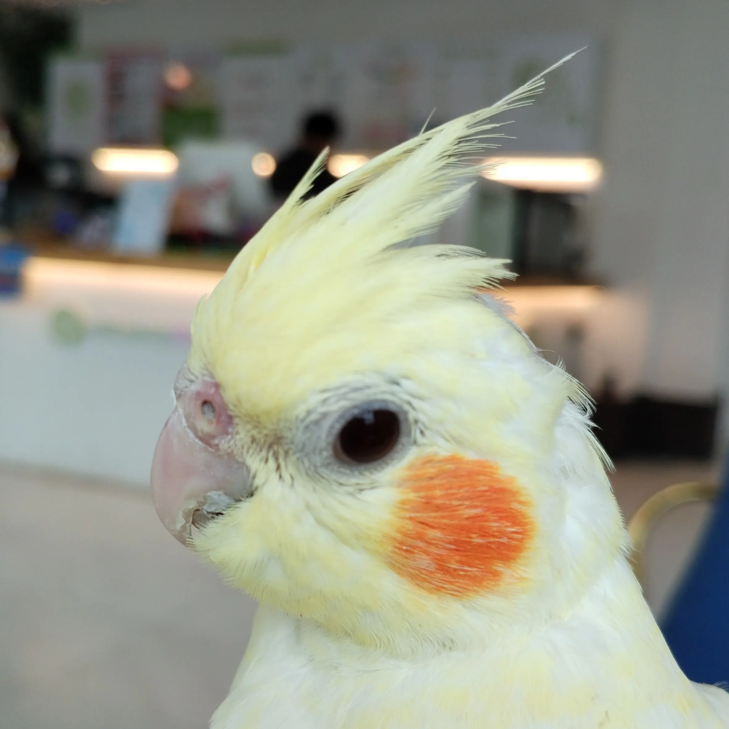 GreatSheep0318의 앵무새