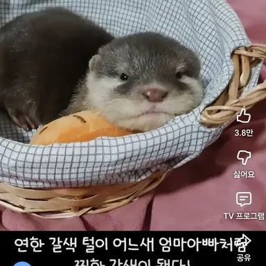 Profile image of 모카