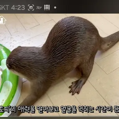 Profile image of 토피