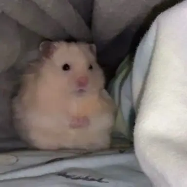 Profile image of 안지윤
