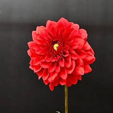 Profile image of 시게오카 다이키