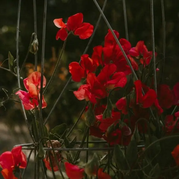 Cream_soda의 천사같은 악마와 악마같은 천사