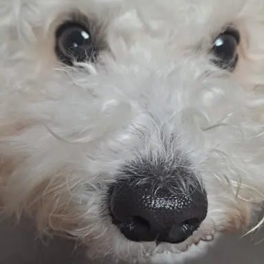 Profile image of 송채은