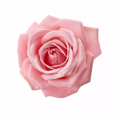 Profile image of 장한미