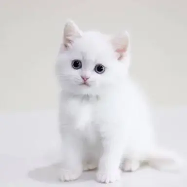 Profile image of 흰둥이
