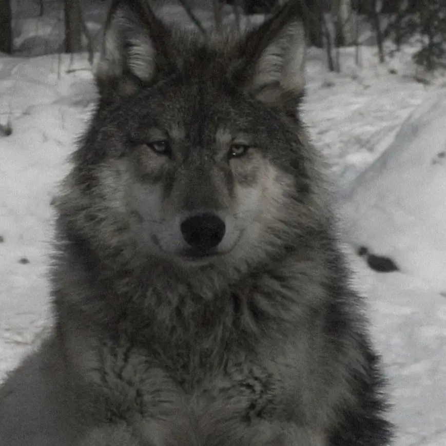 Vapegirl1623의 Fated to the Wolf