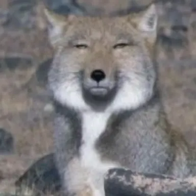 Profile image of 여우