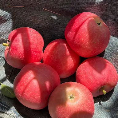 Profile image of 페더링